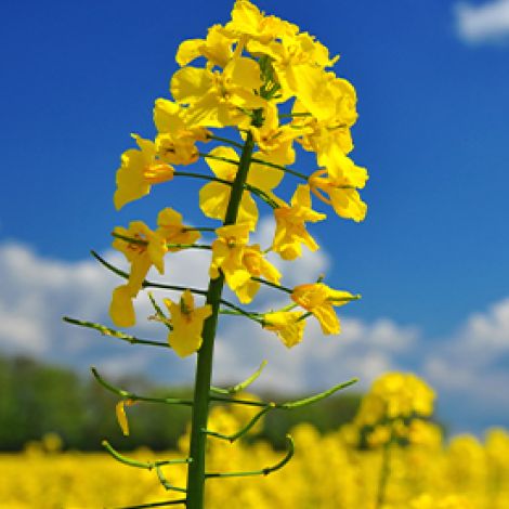 Biofioul, l'alternative au fioul, à base d'huile de colza (emag)